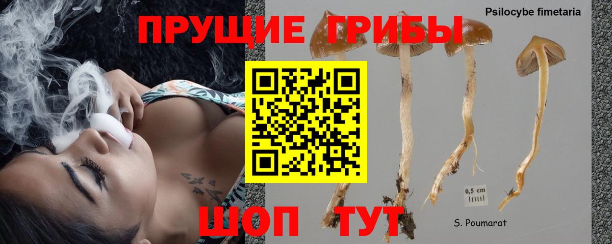 Псилоцибиновые грибы Psilocybine cubensis  хочу наркоту  Лосино-Петровский  Галлюциногенные грибы прущие грибы  Вход с VPN 